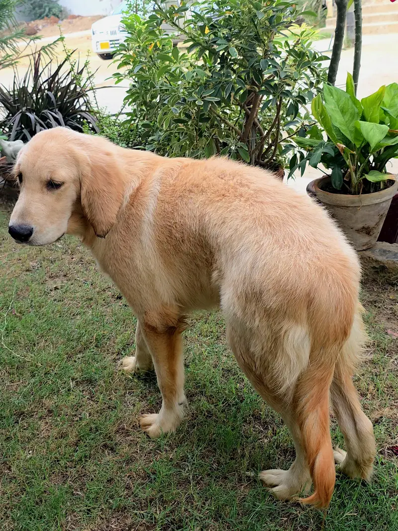 Purebred Golden Retriever Puppies – Healthy & Heavy-Boned — photo 3