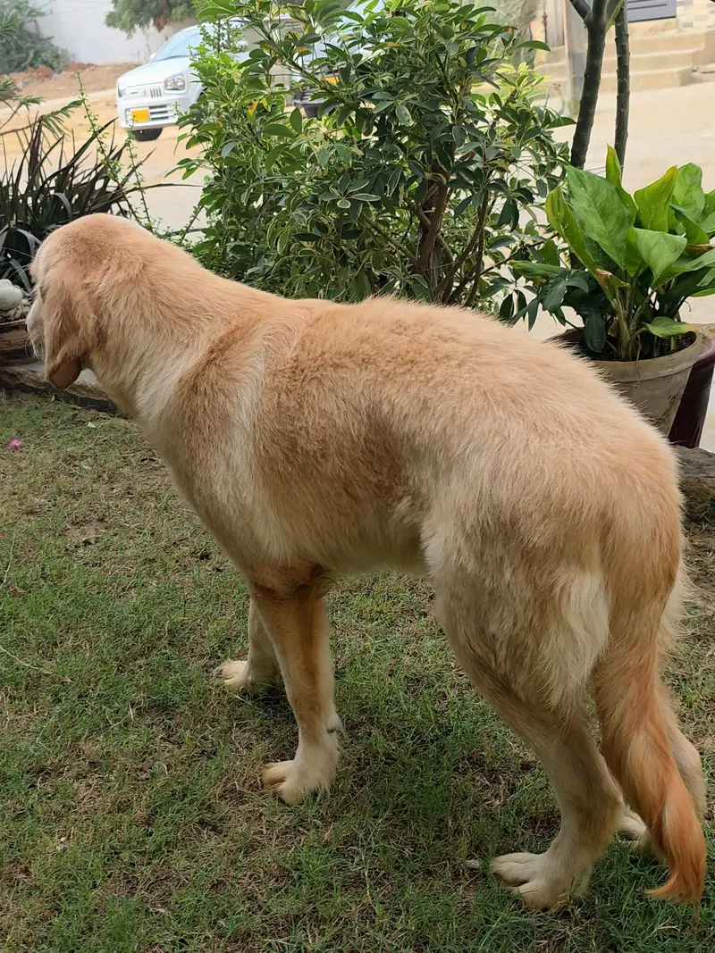 Purebred Golden Retriever Puppies – Healthy & Heavy-Boned — photo 4
