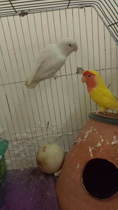 love birds