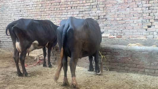 Chalta hua bhana For sale ha - running business Fot sale