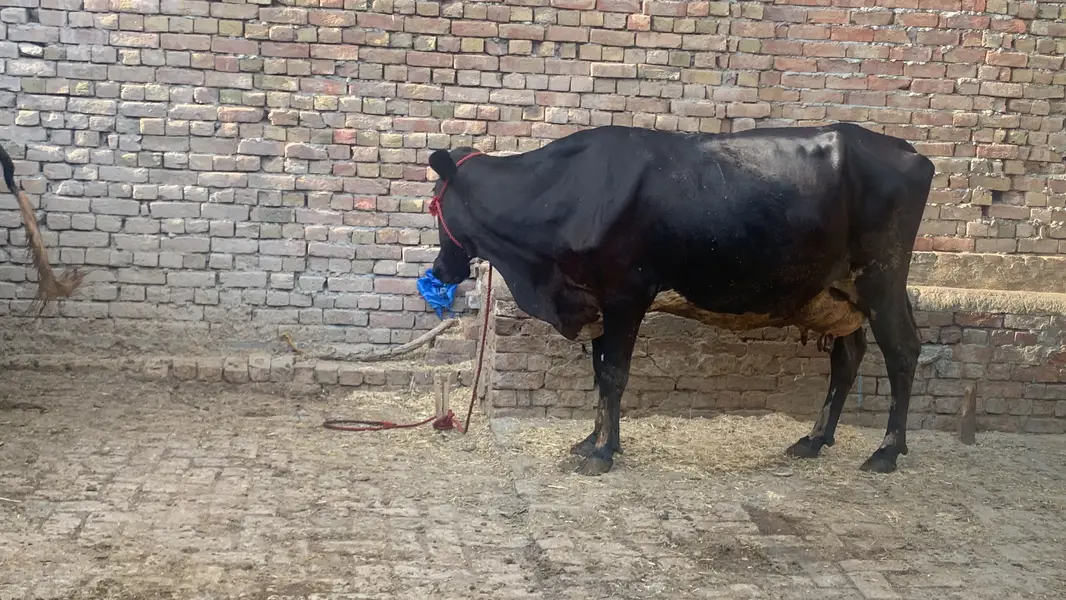 Chalta hua bhana For sale ha - running business Fot sale — photo 3