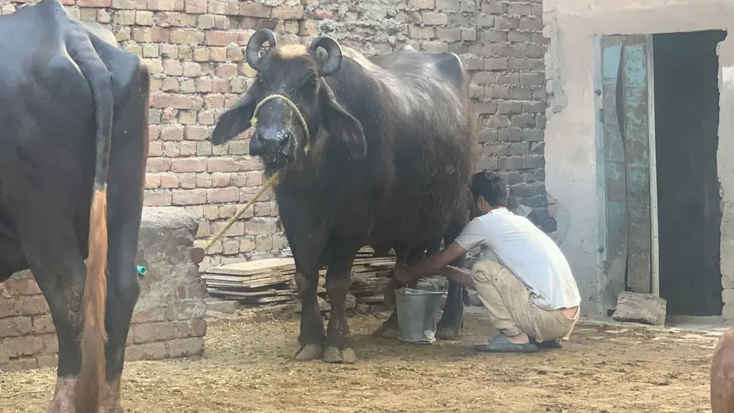 Chalta hua bhana For sale ha - running business Fot sale — photo 5