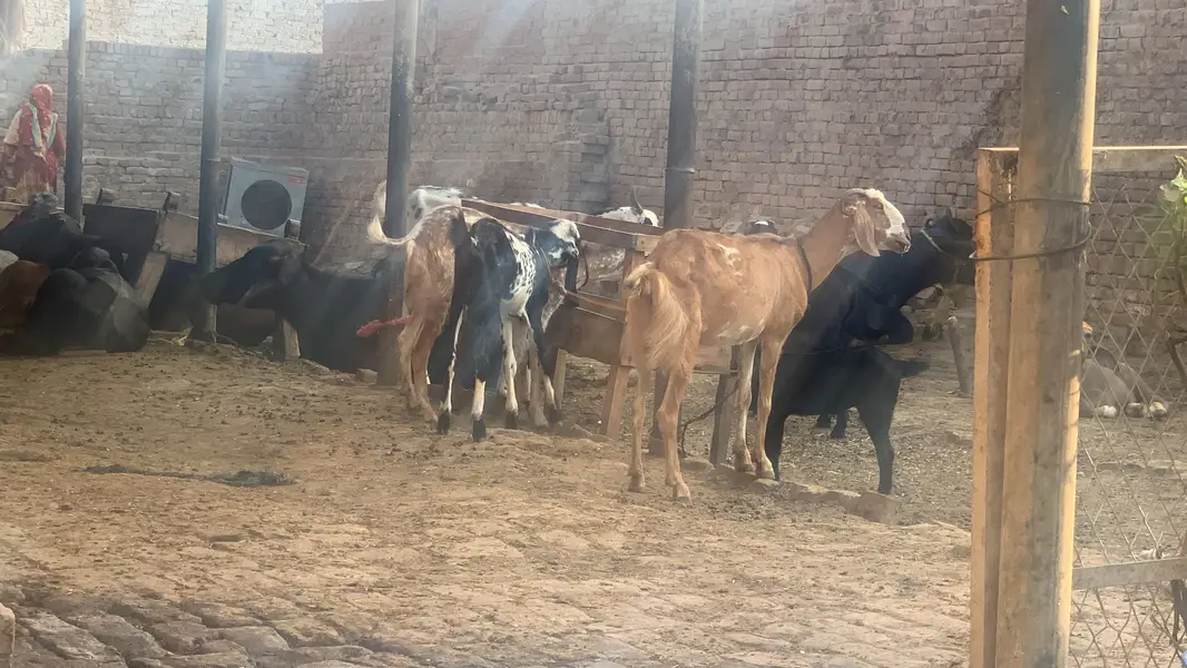 Chalta hua bhana For sale ha - running business Fot sale — photo 6