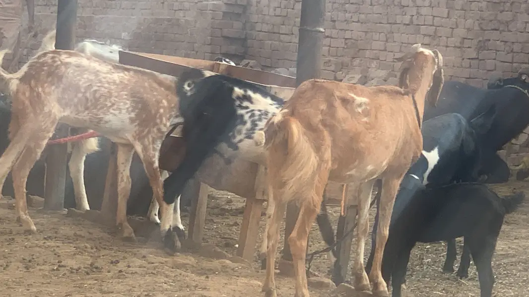 Chalta hua bhana For sale ha - running business Fot sale — photo 8