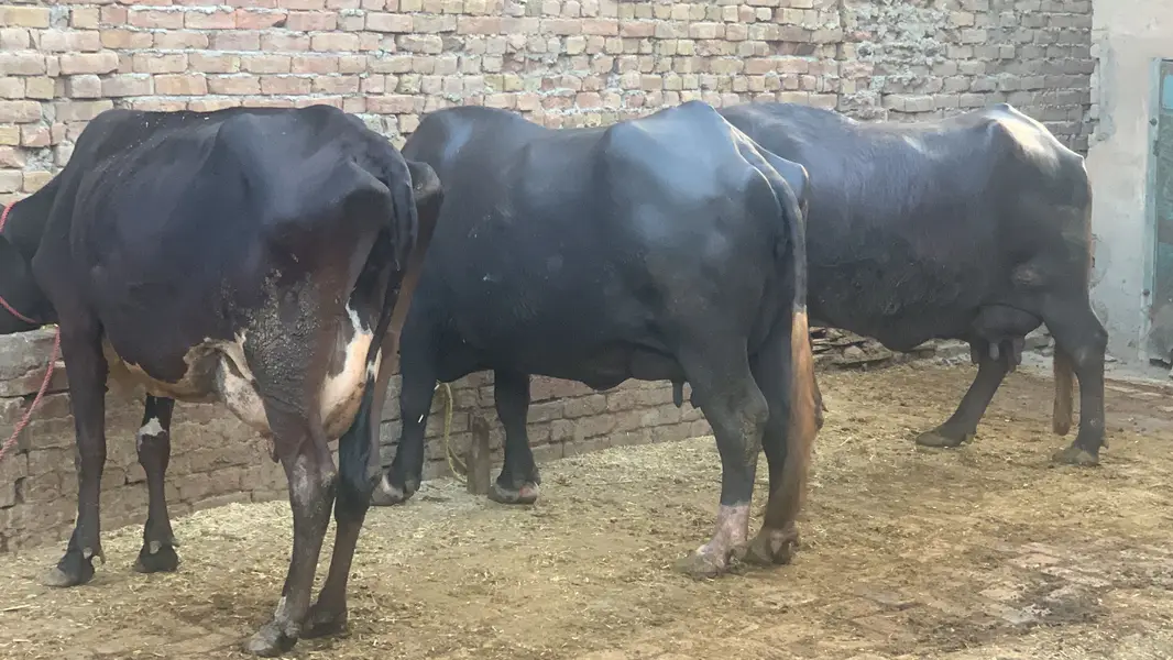 Chalta hua bhana For sale ha - running business Fot sale — photo 9