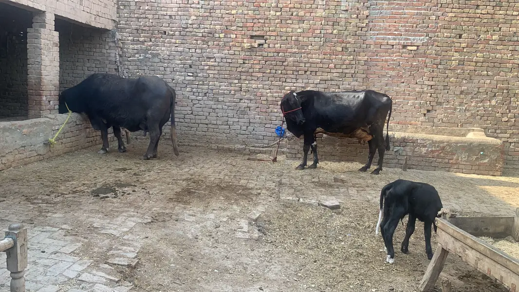 Chalta hua bhana For sale ha - running business Fot sale — photo 10
