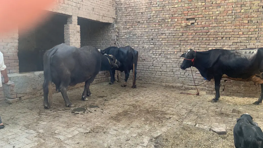 Chalta hua bhana For sale ha - running business Fot sale — photo 11
