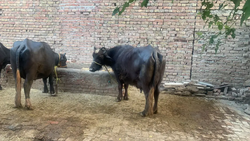 Chalta hua bhana For sale ha - running business Fot sale — photo 12
