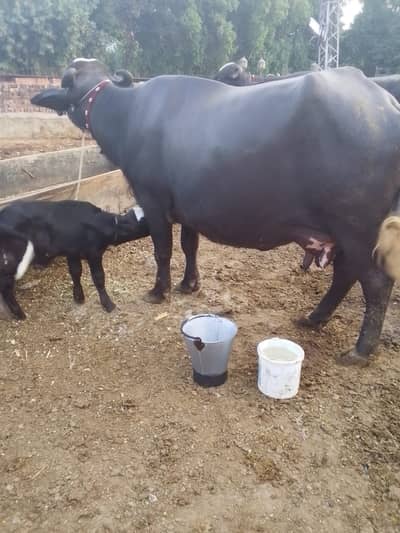 Buffalo / بھینس / neli ravi cross / cow for sale