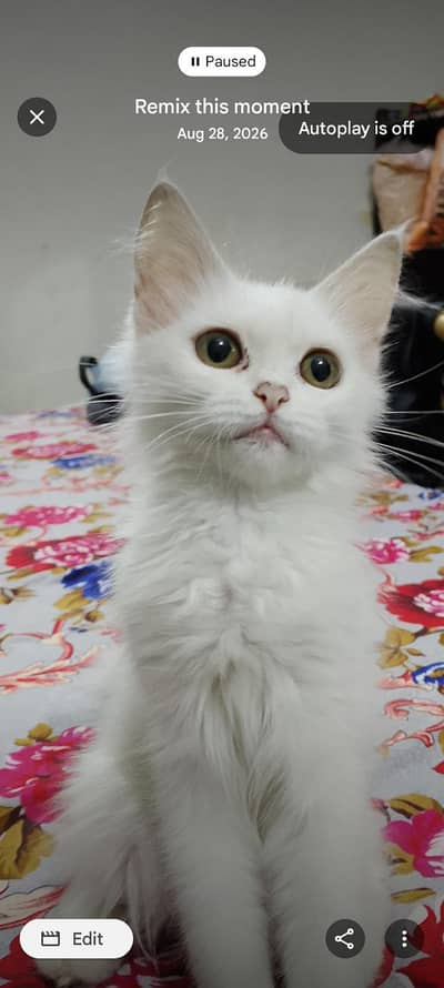 Persian kitten for sale
