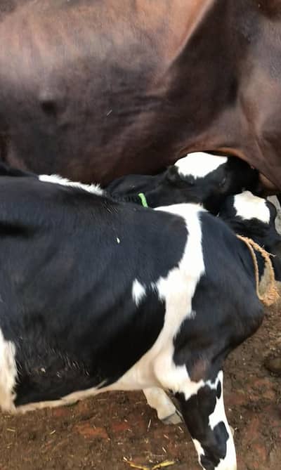 Cow with two female bachriyan