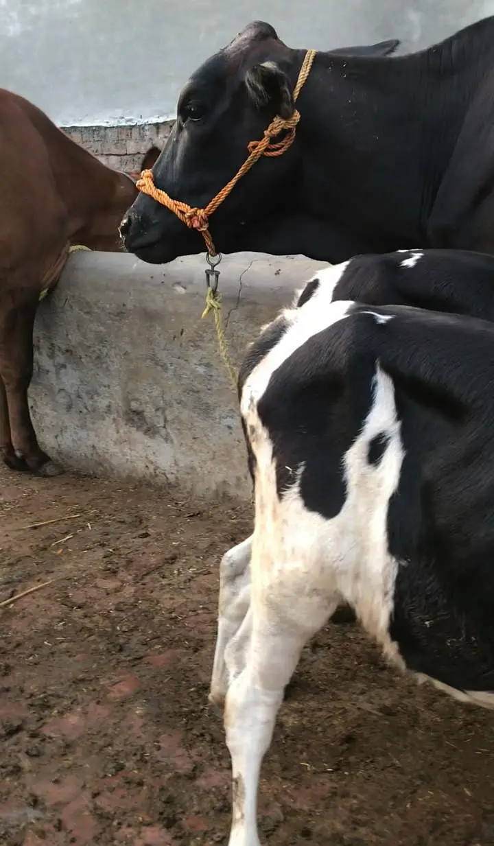 Cow with two female bachriyan — photo 2