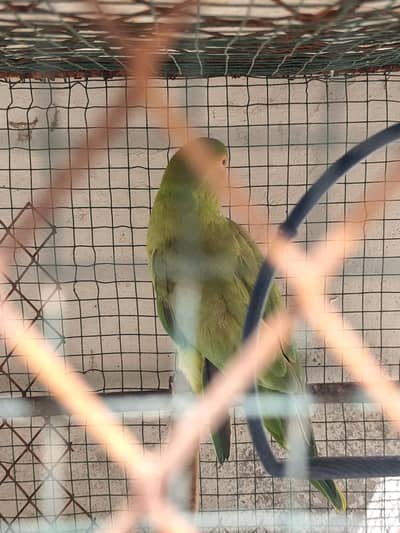 Khoobsurat Green Tota Sale Ke Liye