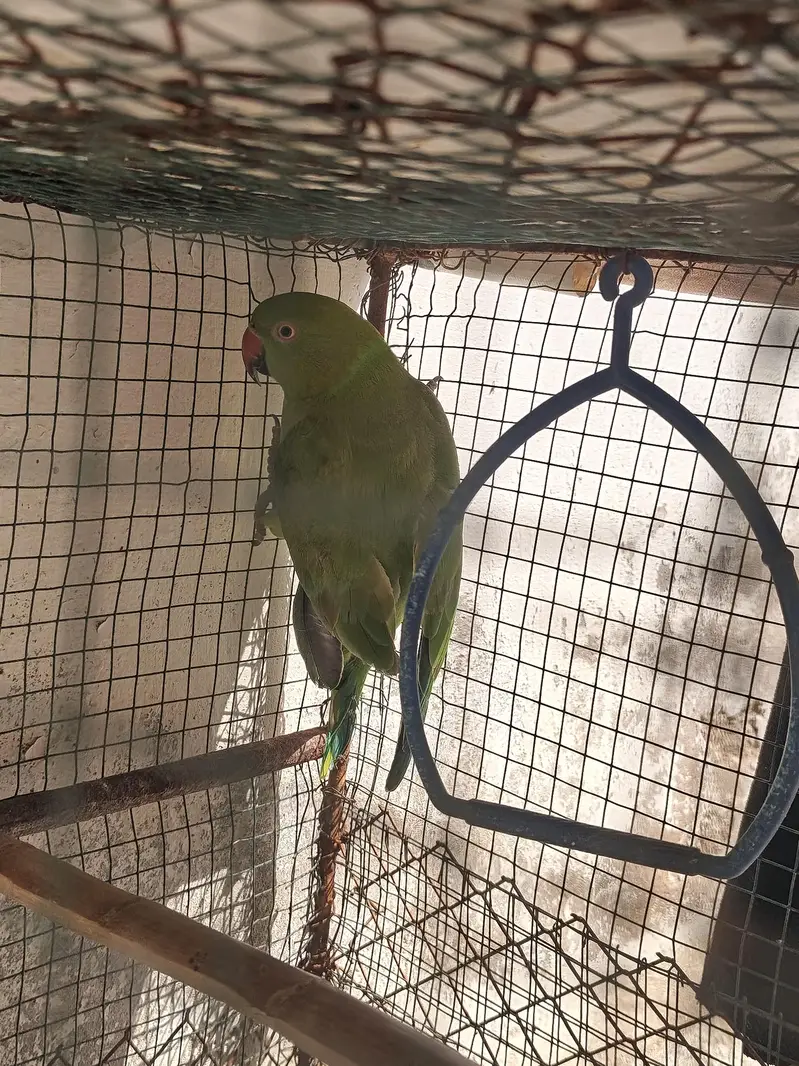 Khoobsurat Green Tota Sale Ke Liye — photo 2