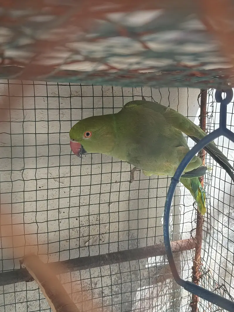 Khoobsurat Green Tota Sale Ke Liye — photo 3