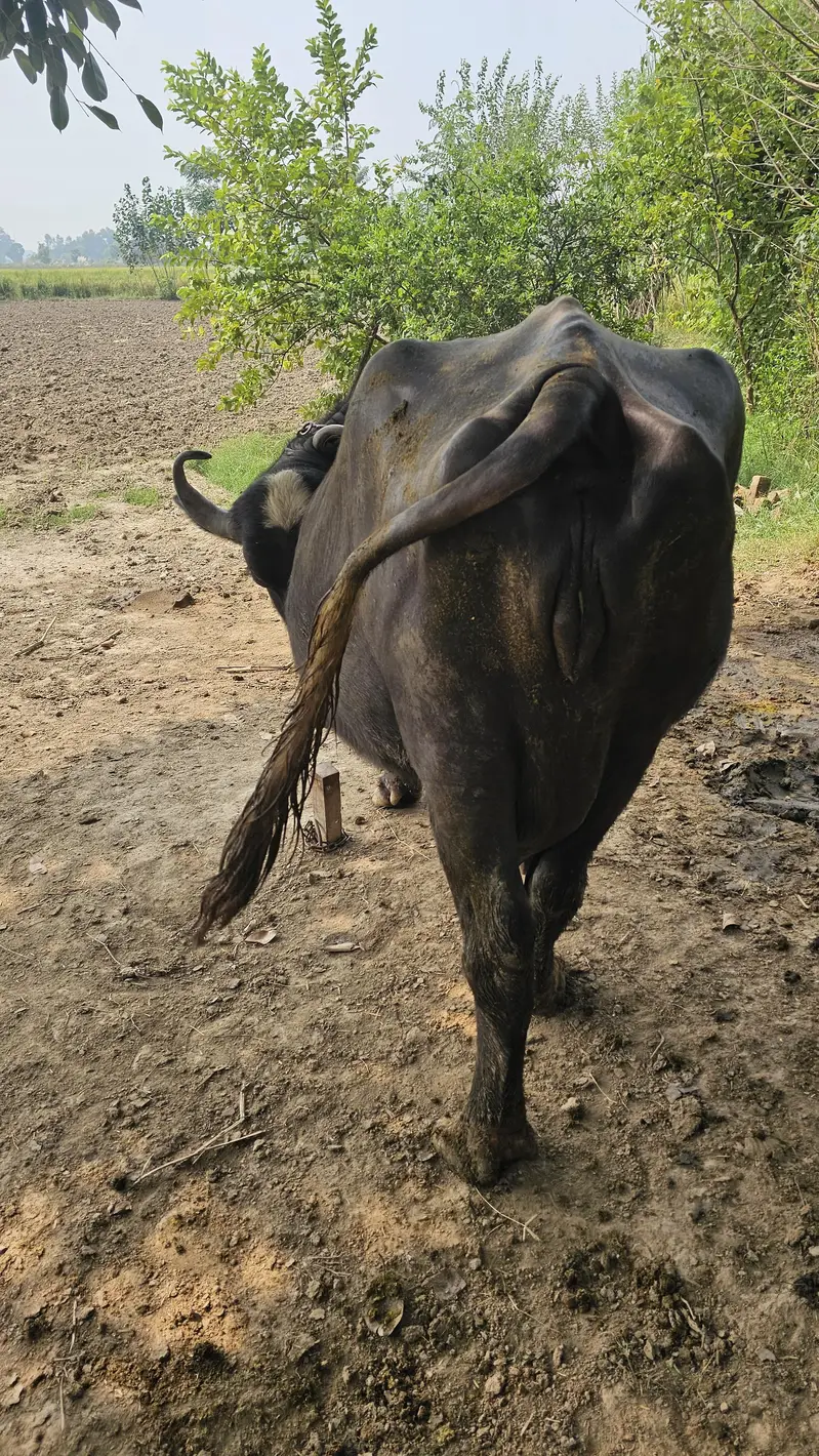 Bhans for milk — photo 2