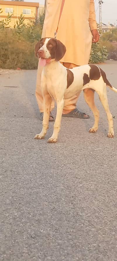 poentar male 7 mount for sale