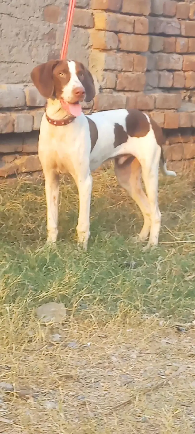 poentar male 7 mount for sale — photo 2