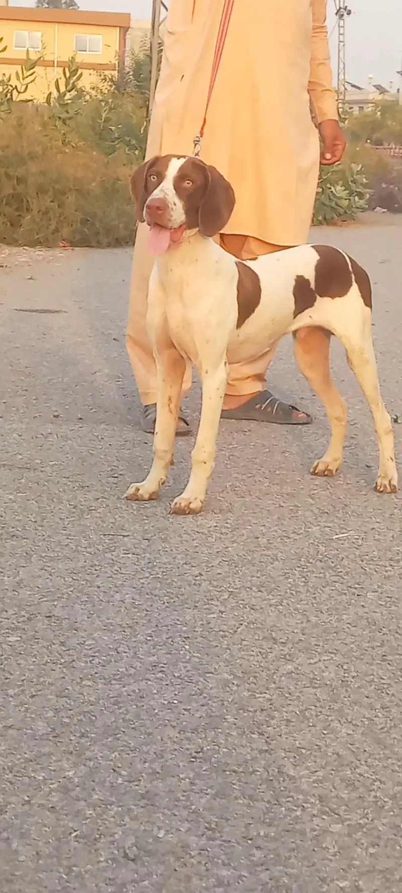 poentar male 7 mount for sale — photo 3