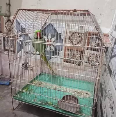 Pahari parrot