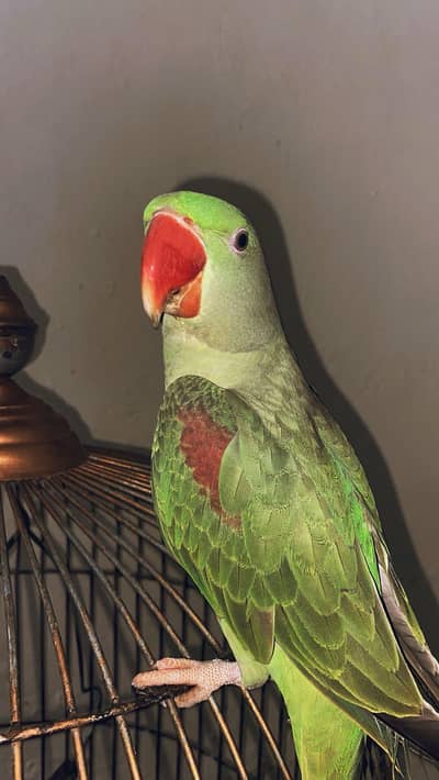 green Raw parrot