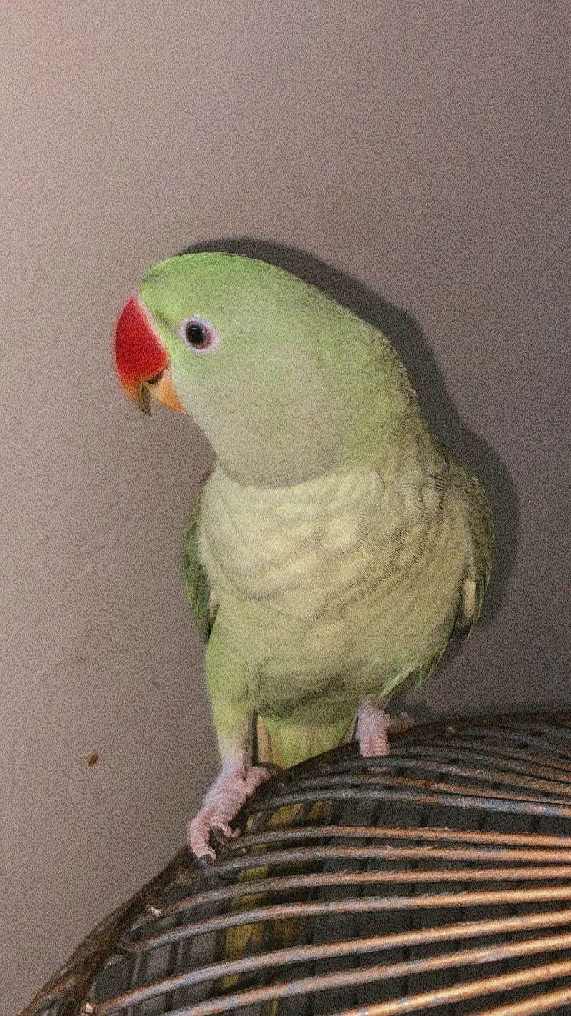 green Raw parrot — photo 2