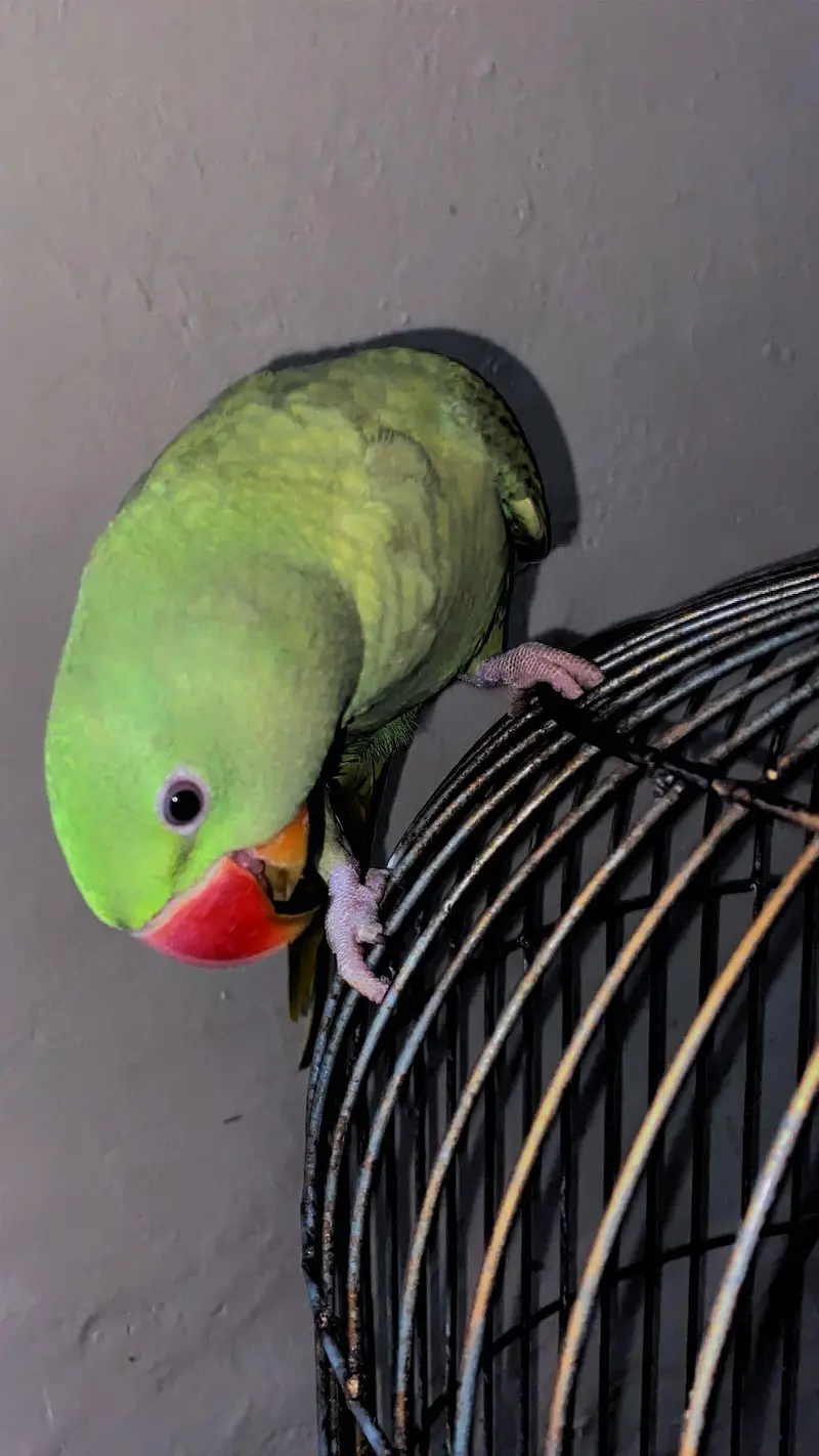 green Raw parrot — photo 3