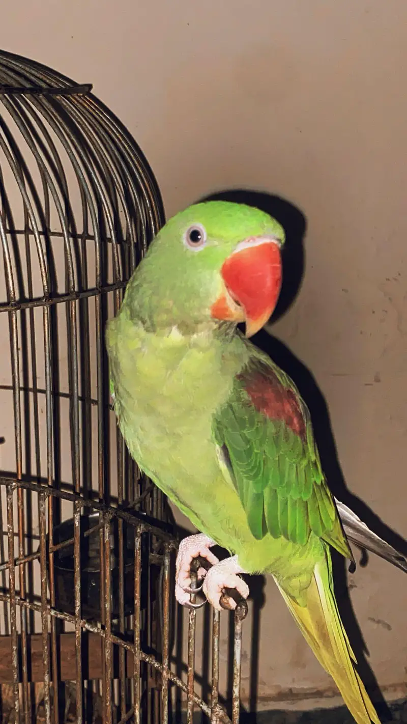 green Raw parrot — photo 4