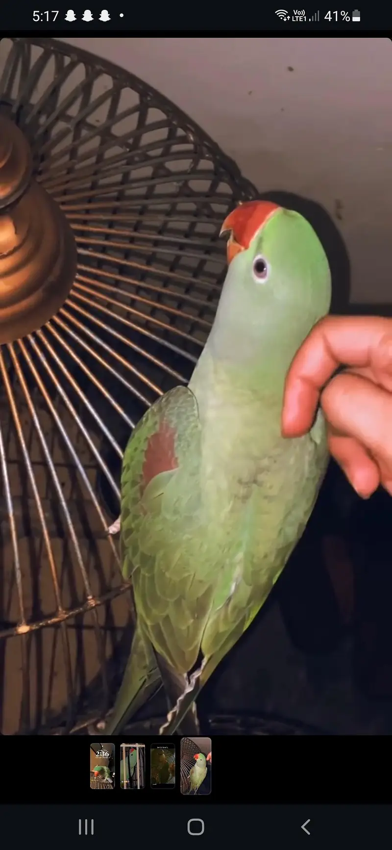 green Raw parrot — photo 5