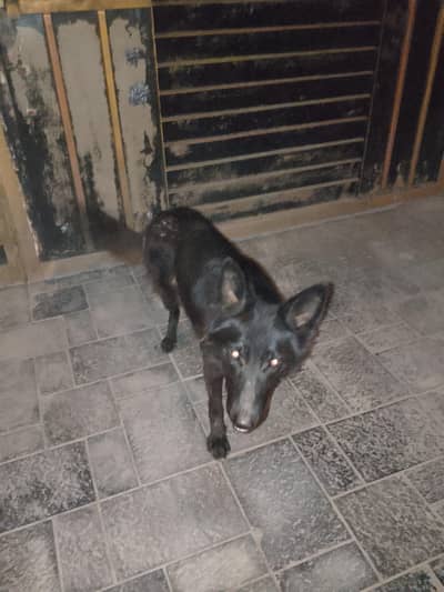 Belgium Shepherd