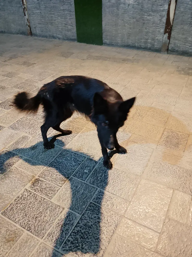 Belgium Shepherd — photo 2