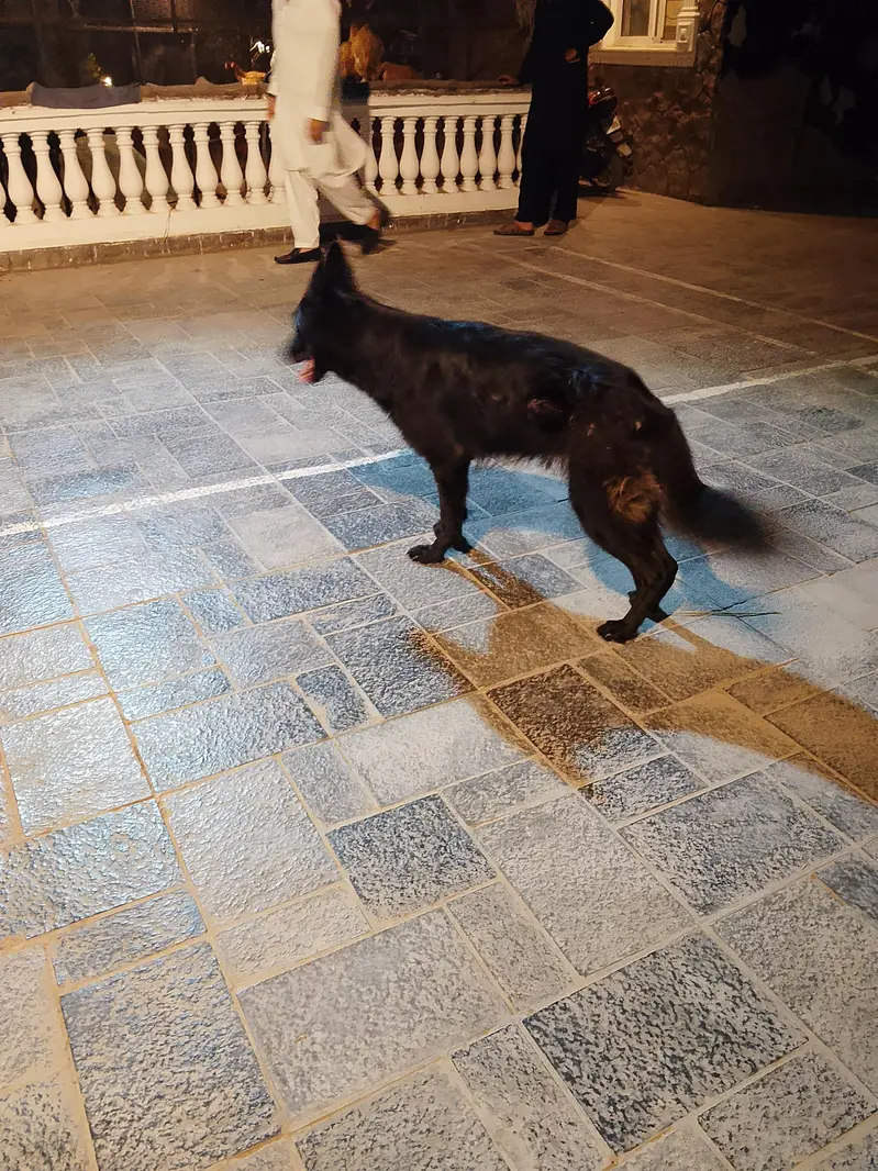 Belgium Shepherd — photo 4