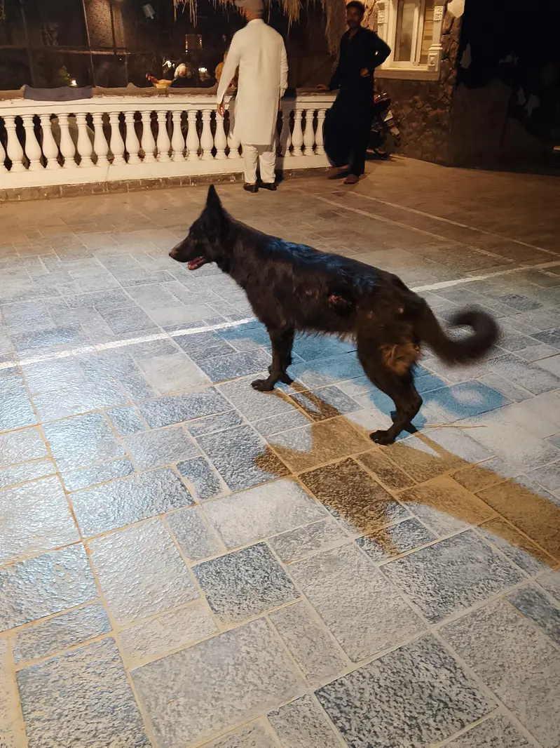 Belgium Shepherd — photo 5