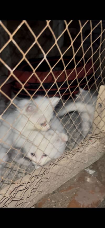 Persian cat for sale