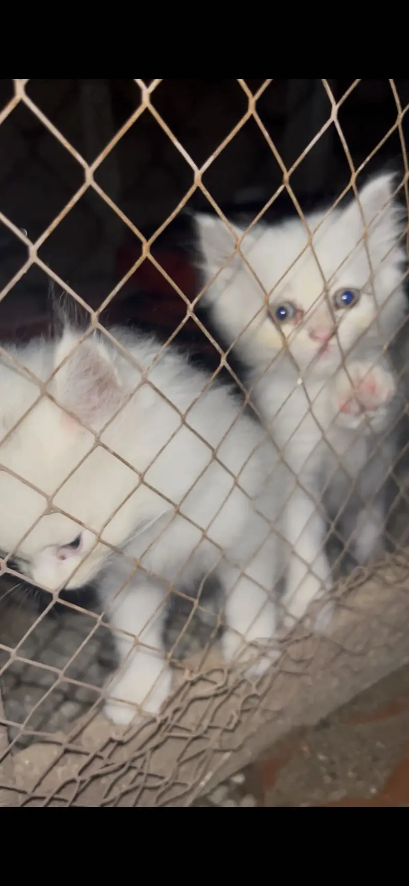 Persian cat for sale — photo 3