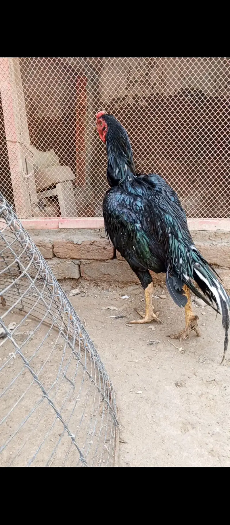 Lasani Aseel Murgha — photo 2