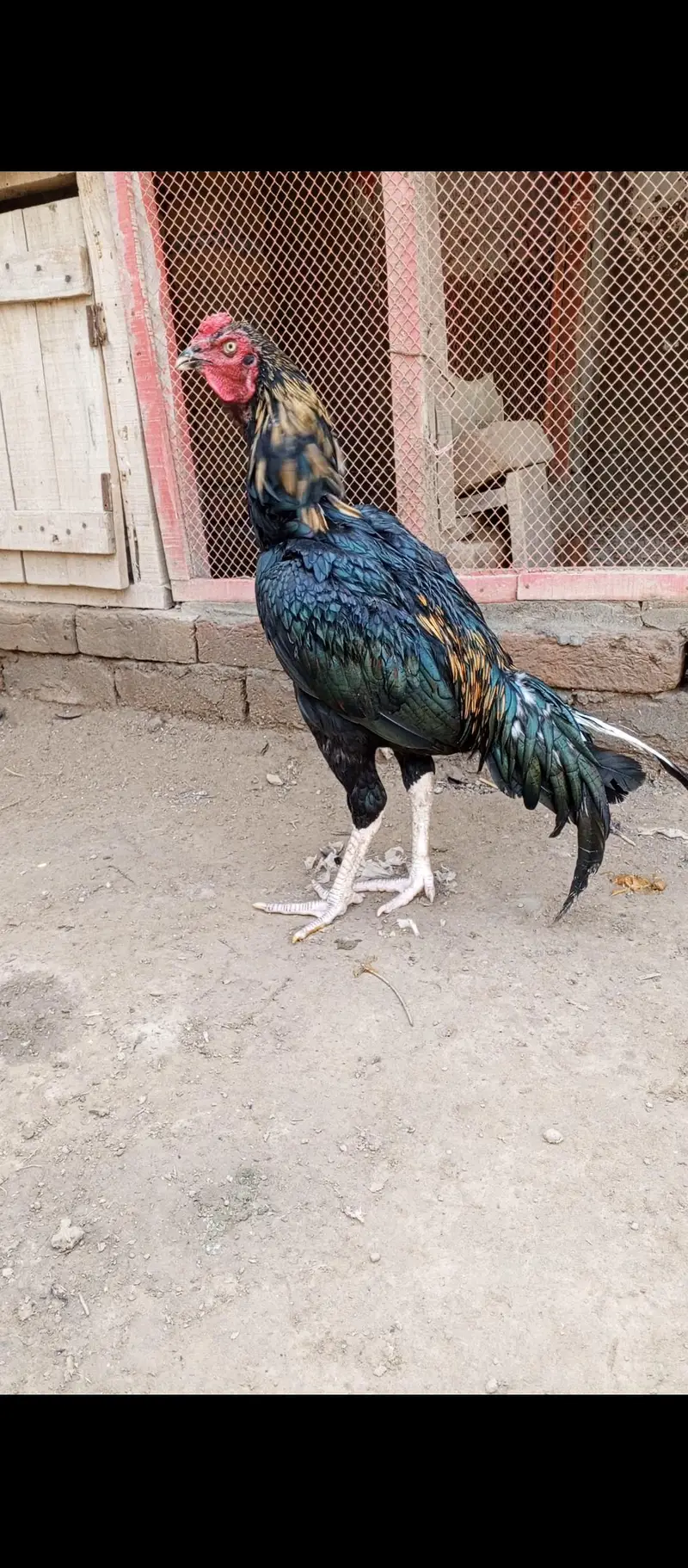 Lasani Aseel Murgha — photo 3
