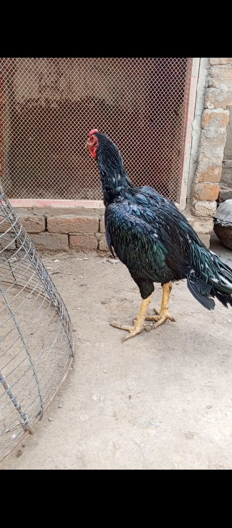 Lasani Aseel Murgha — photo 4