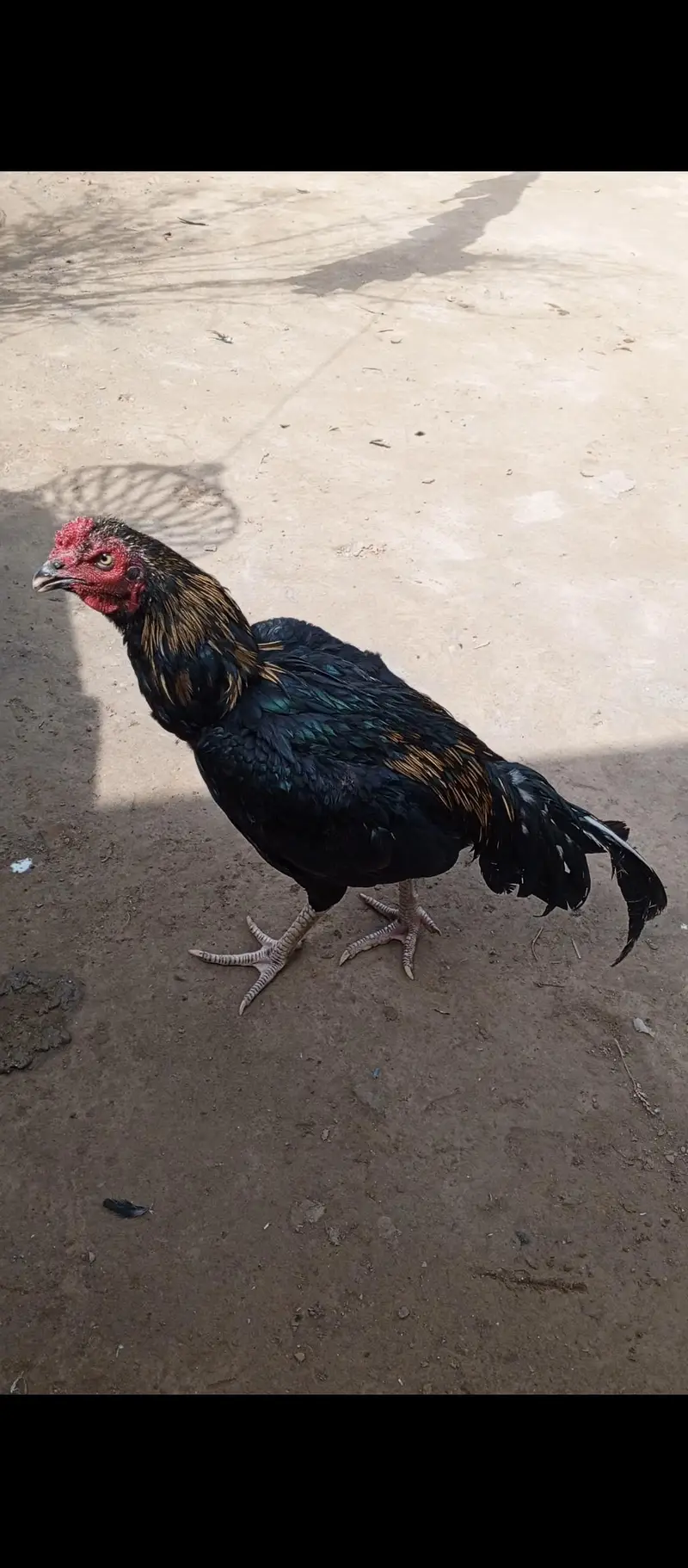 Lasani Aseel Murgha — photo 8