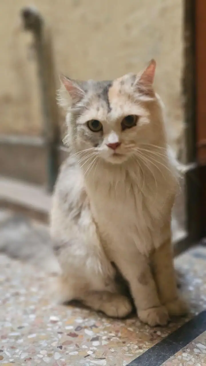 Persian Cat for Sale — photo 5