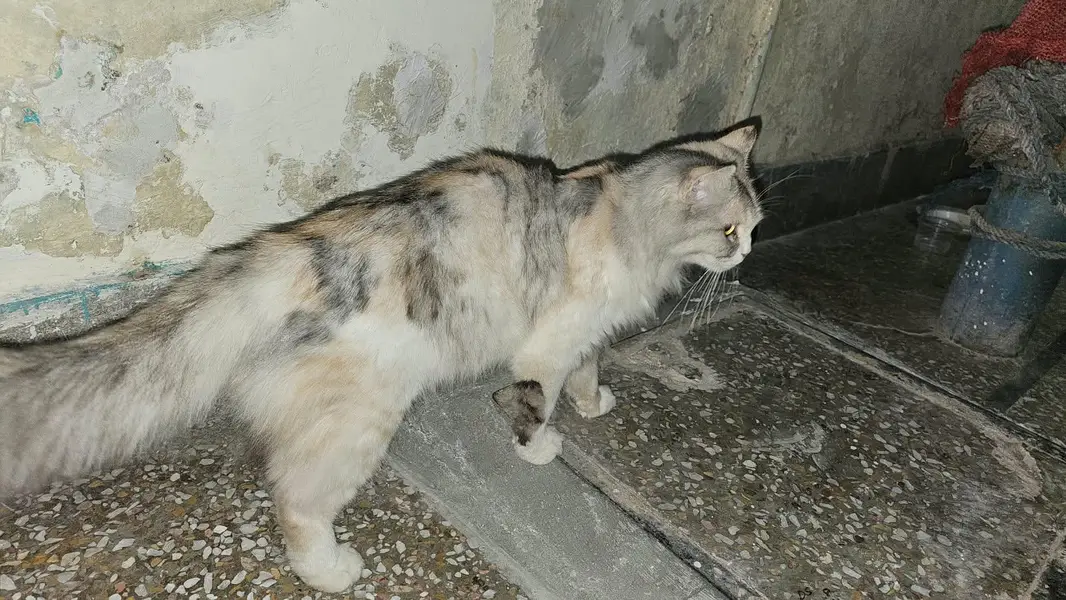 Persian Cat for Sale — photo 6