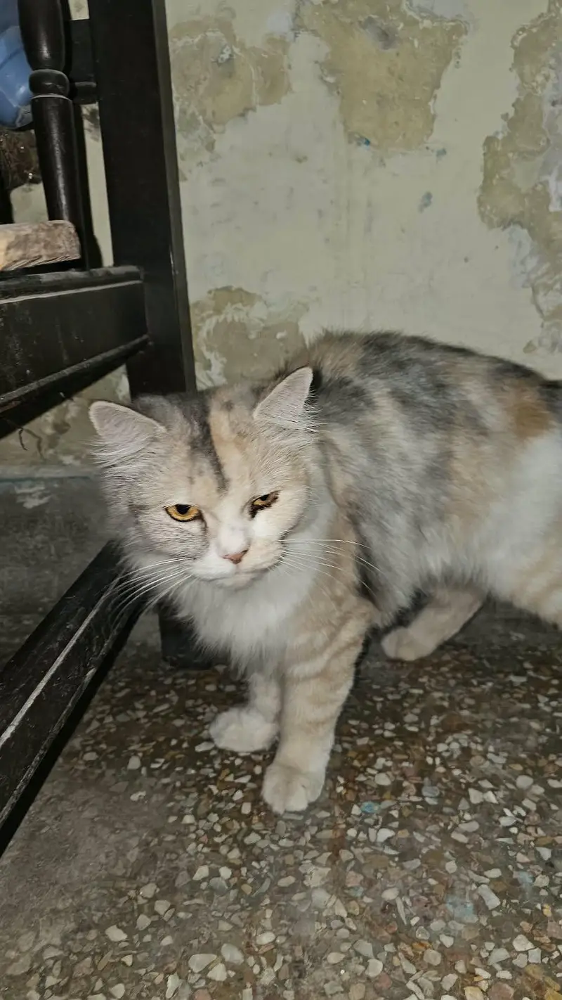 Persian Cat for Sale — photo 7