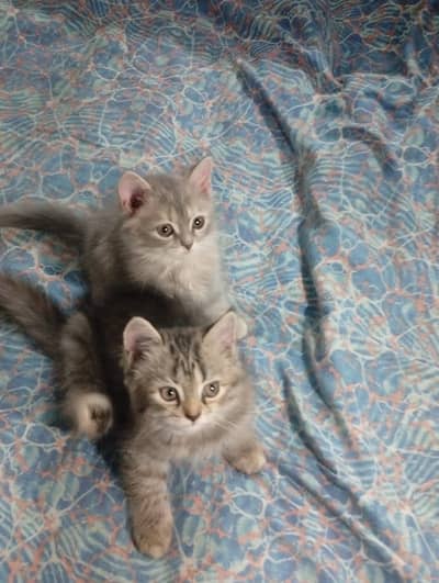 Persian kittens for sale