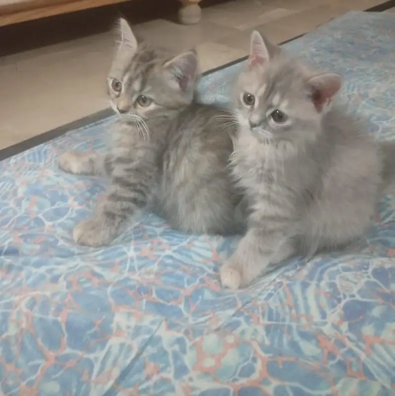 Persian kittens for sale — photo 3