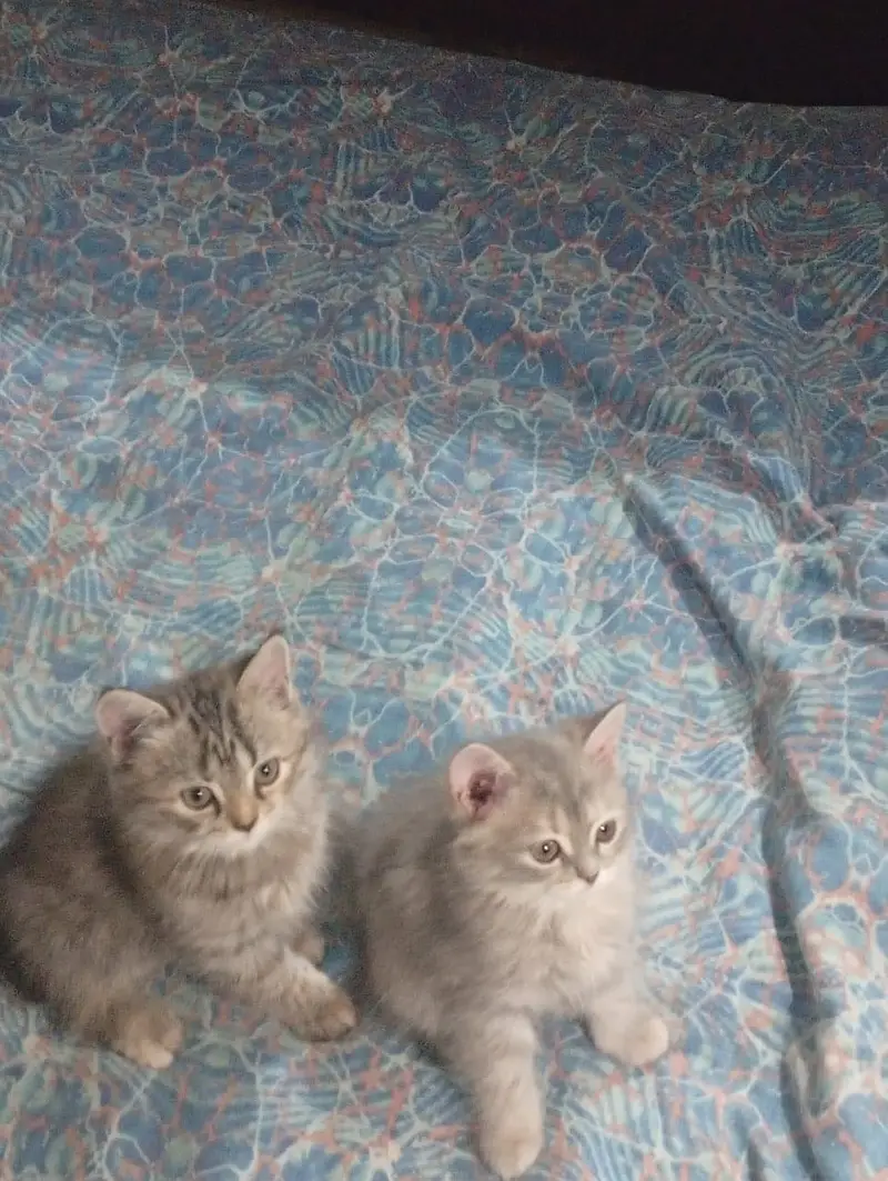 Persian kittens for sale — photo 4