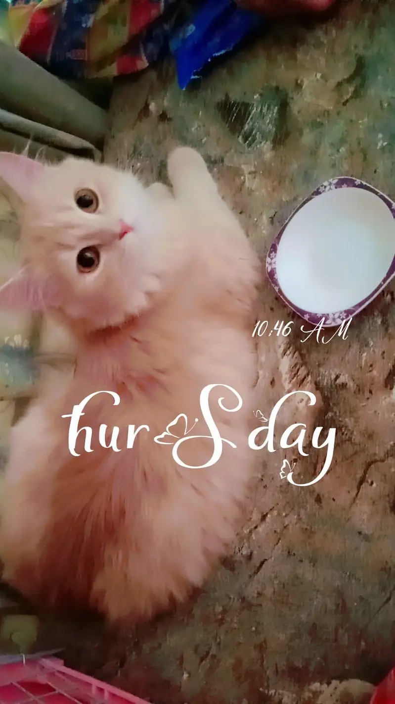 Persian kittens for sale — photo 5