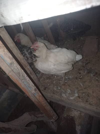 leghorn layer hens for sale