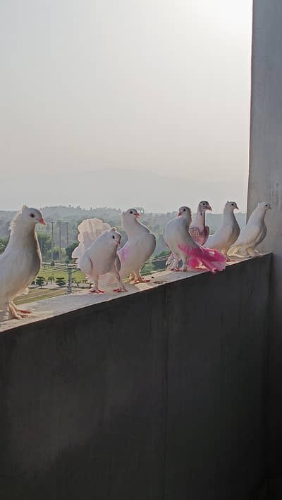lakky pigeon for sale