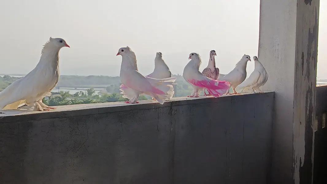 lakky pigeon for sale — photo 2