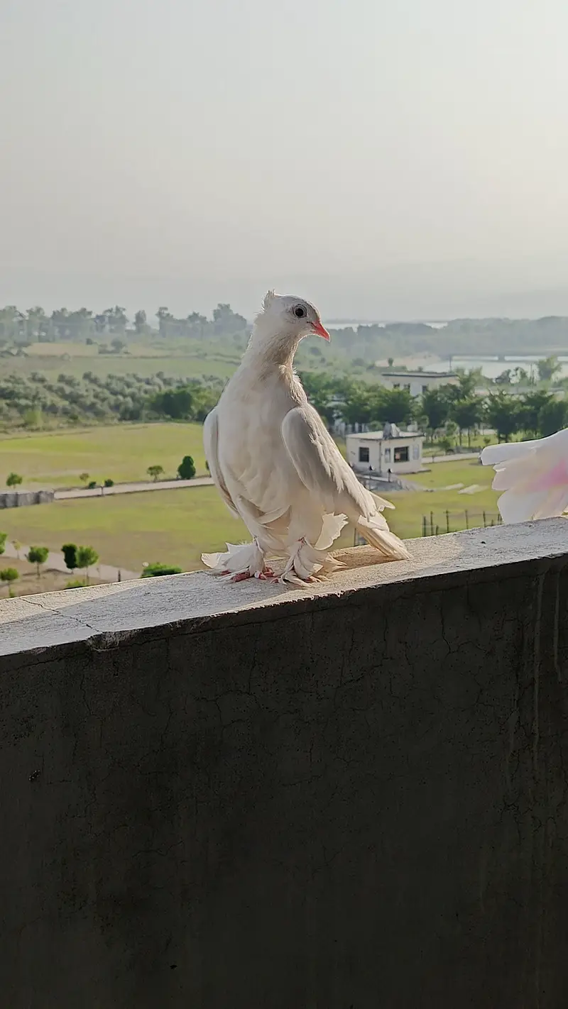 lakky pigeon for sale — photo 3